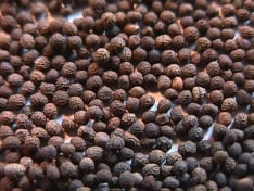 California Poppy Seed