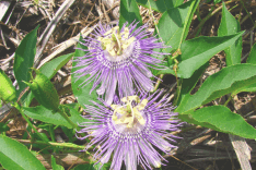 Passionflower Extract